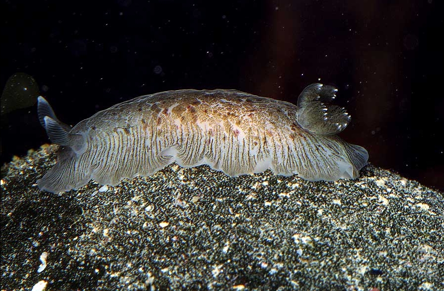 Dendrodoris grandiflora